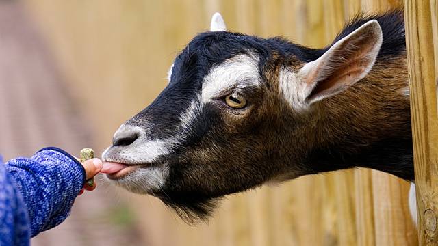 Wildlife Parks in Sud-Vienne-Poitou