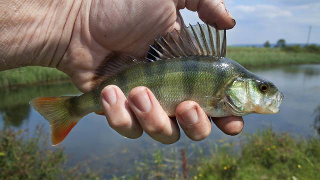 Fishing in Sud-Vienne-Poitou