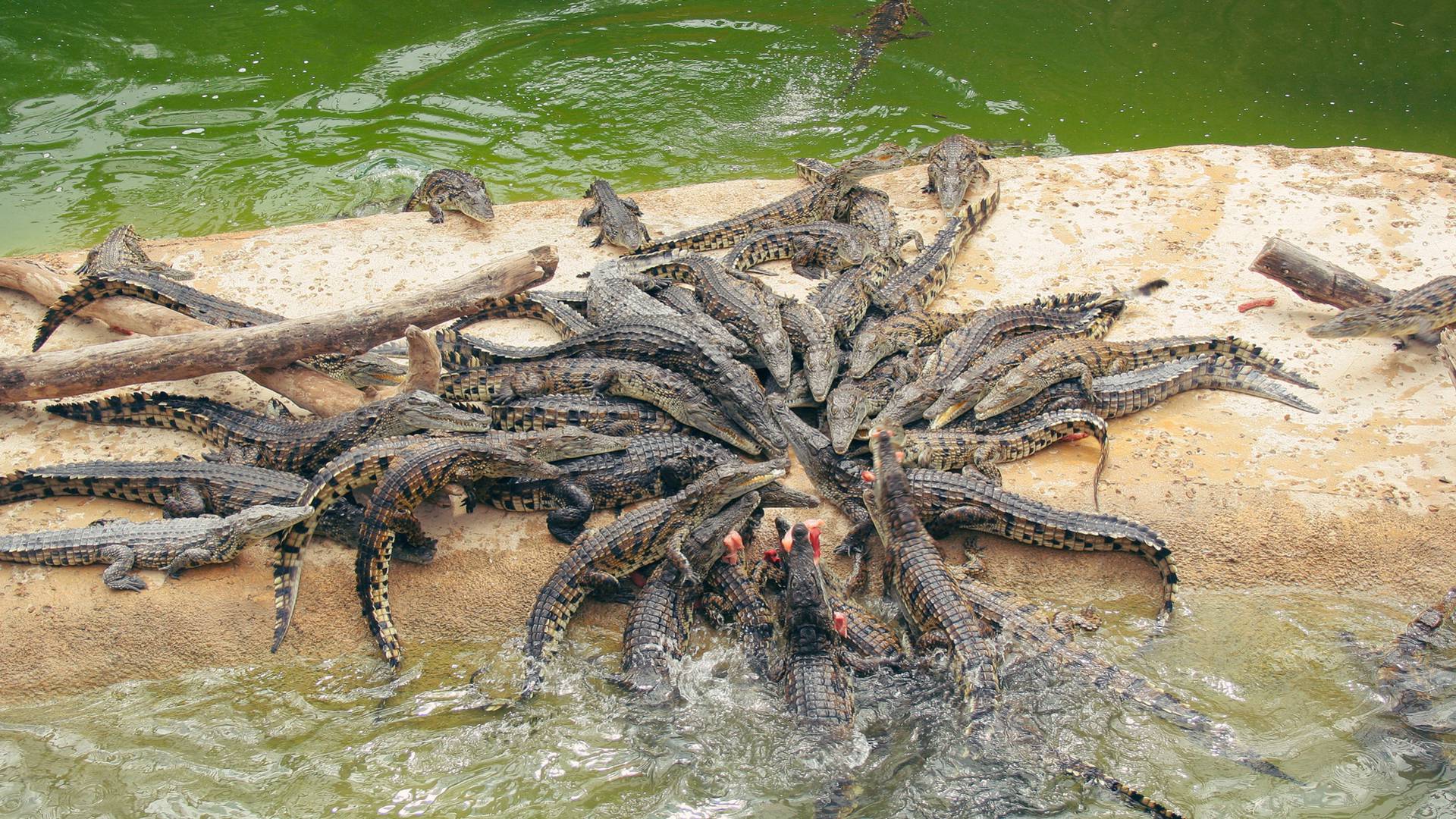 Planeta Cocodrilo Sud Vienne Poitou