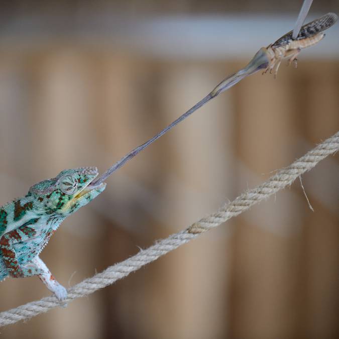 The “Terre de Dragons"  in Sud-Vienne-Poitou