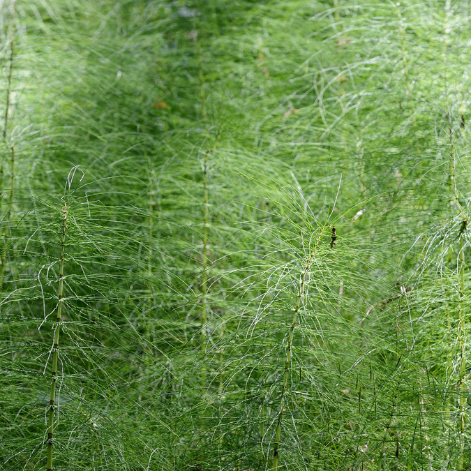 Sous-roches - Queaux